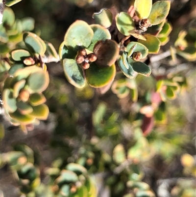 Brachyloma daphnoides at Crowther, NSW - Yesterday by Frecko