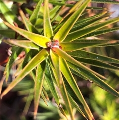Melichrus erubescens at Crowther, NSW - Yesterday by Frecko