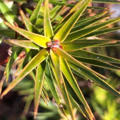 Melichrus erubescens at Crowther, NSW - Yesterday by Frecko