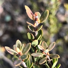 Brachyloma daphnoides (Daphne Heath) at Crowther, NSW - Yesterday by Frecko