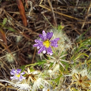 Unverified Plant at Throsby, ACT - Today by Numbat
