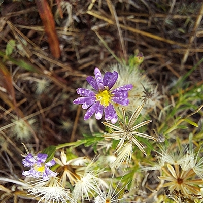 Unverified Plant at Throsby, ACT - Yesterday by Numbat
