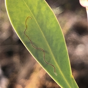 Acacia buxifolia subsp. buxifolia at Crowther, NSW - Today by Frecko