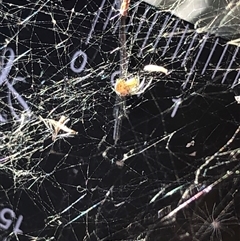 Unverified Spider at Crowther, NSW - 20 May 2025 by Frecko