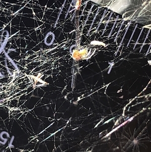 Unverified Spider at Crowther, NSW - Yesterday by Frecko