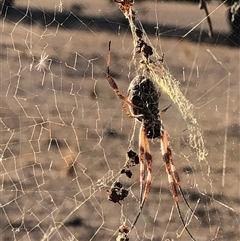 Trichonephila edulis (Golden orb weaver) at Crowther, NSW - 20 May 2025 by Frecko