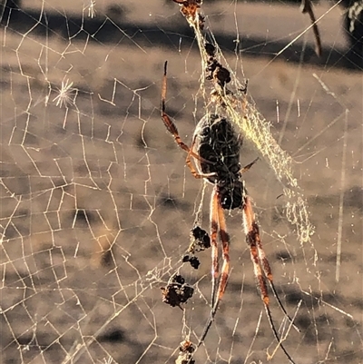 Trichonephila edulis (Golden orb weaver) at Crowther, NSW - 20 May 2025 by Frecko