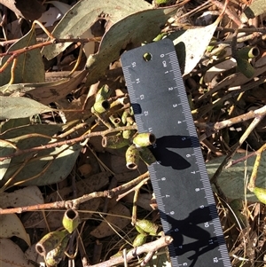 Eucalyptus bridgesiana at Crowther, NSW - Yesterday by Frecko