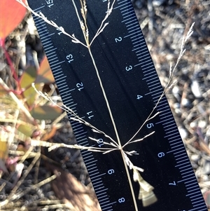 Aristida ramosa at Crowther, NSW - Yesterday by Frecko
