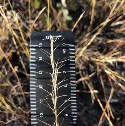Aristida ramosa at Crowther, NSW - 20 May 2025 by Frecko