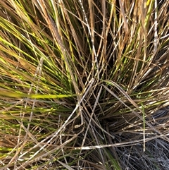 Lepidosperma laterale at Crowther, NSW - 20 May 2025 by Frecko