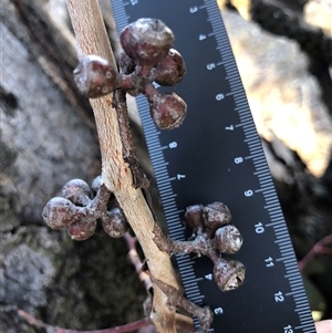 Eucalyptus globulus subsp. bicostata at Crowther, NSW - Yesterday by Frecko