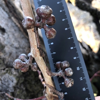 Eucalyptus globulus subsp. bicostata at Crowther, NSW - 20 May 2025 by Frecko