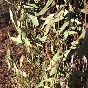 Eucalyptus dives at Crowther, NSW - Yesterday by Frecko