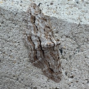 Didymoctenia exsuperata (Thick-lined Bark Moth) at Russell, ACT - Today by Hejor1