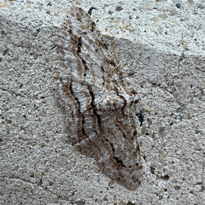 Didymoctenia exsuperata (Thick-lined Bark Moth) at Russell, ACT - Today by Hejor1