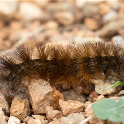 Ardices canescens (Dark-spotted Tiger Moth) at Fyshwick, ACT - Yesterday by rawshorty