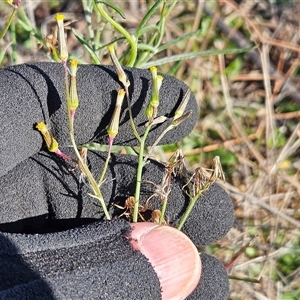 Senecio quadridentatus at Whitlam, ACT - Yesterday by sangio7