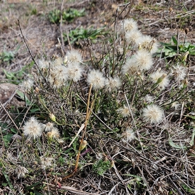 Vittadinia cuneata var. cuneata at Whitlam, ACT - 20 May 2025 by sangio7