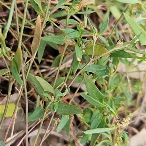 Einadia nutans subsp. nutans at Whitlam, ACT - Yesterday by sangio7