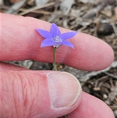 Wahlenbergia capillaris at Whitlam, ACT - 20 May 2025 by sangio7