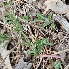 Wahlenbergia capillaris at Whitlam, ACT - 20 May 2025 01:50 PM