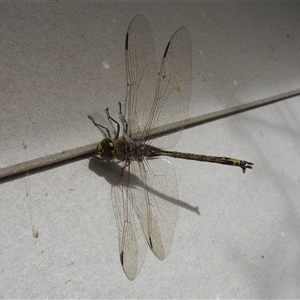 Unverified Dragonfly (Anisoptera) by MazzV
