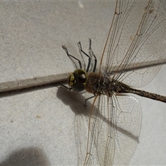 Anax papuensis at Copmanhurst, NSW - suppressed