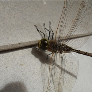 Anax papuensis at suppressed - suppressed
