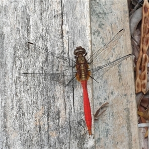 Orthetrum villosovittatum by MazzV