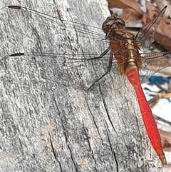 Orthetrum villosovittatum at Copmanhurst, NSW - suppressed