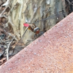 Orthetrum villosovittatum at Copmanhurst, NSW - suppressed