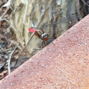 Orthetrum villosovittatum at Copmanhurst, NSW - suppressed