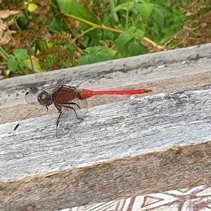 Orthetrum villosovittatum at Copmanhurst, NSW - suppressed
