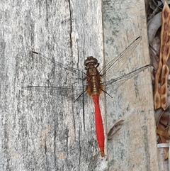 Orthetrum villosovittatum at Copmanhurst, NSW - suppressed