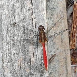 Orthetrum villosovittatum at Copmanhurst, NSW - suppressed