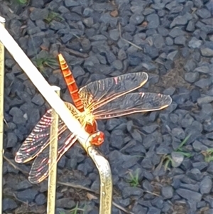 Unverified Dragonfly (Anisoptera) by MazzV