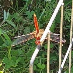 Diplacodes haematodes at Copmanhurst, NSW - suppressed