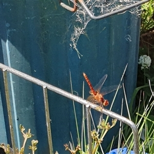 Diplacodes haematodes at Copmanhurst, NSW - suppressed