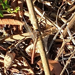 Unverified Dragonfly (Anisoptera) by MazzV