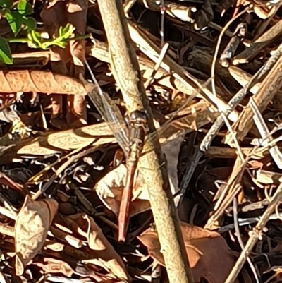 Unverified Dragonfly (Anisoptera) by MazzV