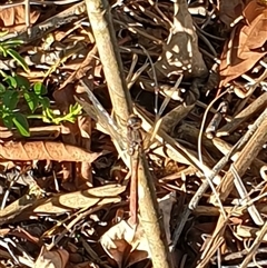 Anisoptera (suborder) at Copmanhurst, NSW - suppressed