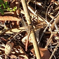 Anisoptera (suborder) at Copmanhurst, NSW - suppressed