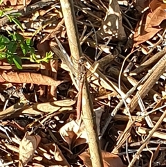 Anisoptera (suborder) at Copmanhurst, NSW - suppressed