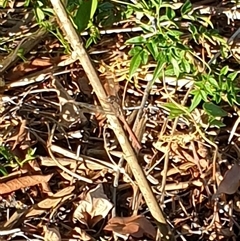 Anisoptera (suborder) at Copmanhurst, NSW - suppressed