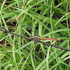 Unverified Dragonfly (Anisoptera) by MazzV