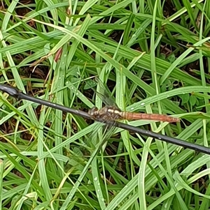 Unverified Dragonfly (Anisoptera) by MazzV