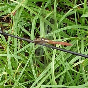 Orthetrum villosovittatum at Copmanhurst, NSW - suppressed