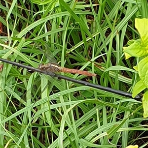 Orthetrum villosovittatum at Copmanhurst, NSW - suppressed