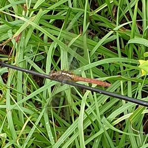 Orthetrum villosovittatum at Copmanhurst, NSW - suppressed